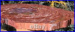 SiS 200 Million Year Old 18+ Arizona RAINBOW HEART Petrified Wood Round