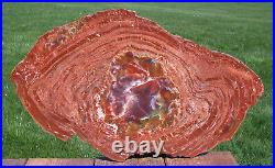 SiS 200 Million Year Old 19+ Arizona RAINBOW HEART Petrified Wood Round