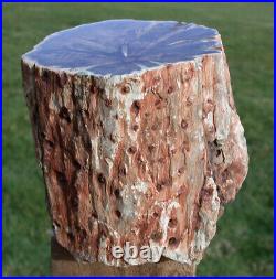 SiS 3.3 lb. PERFECT FENCE POST Petrified Wood Woodworthia Log Zimbabwe