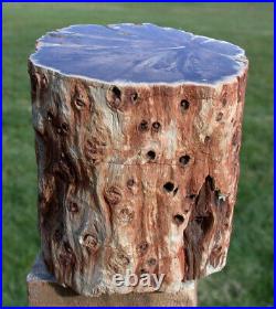 SiS 3.3 lb. PERFECT FENCE POST Petrified Wood Woodworthia Log Zimbabwe