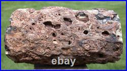 SiS 3.4 lb. PERFECT FENCE POST Petrified Wood Woodworthia Log Zimbabwe