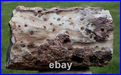 SiS 3.4 lb. PERFECT FENCE POST Petrified Wood Woodworthia Log Zimbabwe