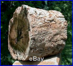 SiS 3+ lb. PERFECT FENCE POST Petrified Wood Woodworthia Log Zimbabwe