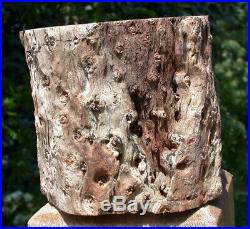 SiS 3+ lb. PERFECT FENCE POST Petrified Wood Woodworthia Log Zimbabwe