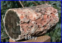 SiS 4.5 lb. PERFECT FENCE POST Petrified Wood Woodworthia Log Zimbabwe