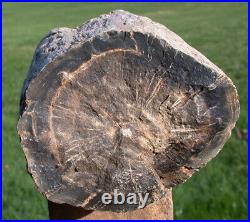 SiS 5.3 lb. PERFECT FENCE POST Petrified Wood Woodworthia Log Zimbabwe