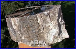 SiS 6 lb. PERFECT Eden Valley Wyoming Petrified Wood LOG