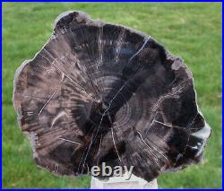 SiS 8 Chinle ARIZONA CRYSTAL FOREST Petrified Wood Round Crystalloxylon