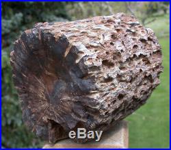 SiS 8 lb. PERFECT FOSSIL LOG Petrified Woodworthia Log Zimbabwe, Africa