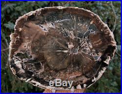 SiS 9.5 Petrified Wood Round OUR LARGEST EVER WOODWORTHIA