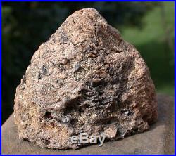SiS AMAZINGLY BEAUTIFUL 1/2 lb. Blue & Black Petrified Pinecone Fossil Cone