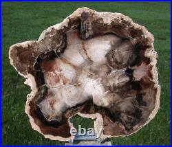 SiS AMAZINGLY FINE 9+ Petrified Wood Round BLACK ASH McDermitt, OR