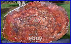 SiS ANCIENT Table Sized 26 x 17 Petrified Wood Full Round Slab ONE ONLY