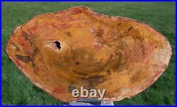 SiS Australian Petrified Wood Large Round Heel COLLECTION CENTERPIECE
