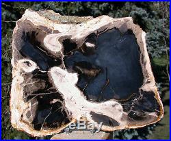 SiS BEAUTIFULLY SPOKED Sweet Home Oregon Petrified Wood Slab Unknown Hardwood