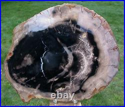 SiS BEAUTIFUL 10+ GLOSSY BASSWOOD Petrified Wood Round Sweet Home, OR