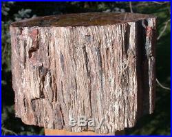 SiS BEAUTIFUL 15 lb. ARIZONA RAINBOW Petrified Wood Log AS GOOD AS THEY GET
