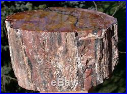SiS BEAUTIFUL 15 lb. ARIZONA RAINBOW Petrified Wood Log AS GOOD AS THEY GET