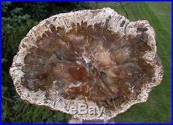 SiS BEAUTIFUL NATURAL SHADES 10+ Madagascar Petrified Wood Round