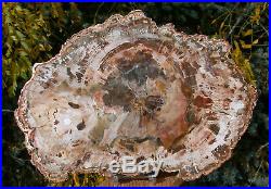 SiS BEAUTIFUL NATURAL SHADES 11+ Madagascar Petrified Wood Round