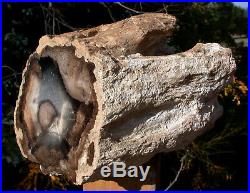 SiS BIG 23+ lb. Petrified Wood Log IMMACULATE Black Ash Fossil -McDermitt, OR