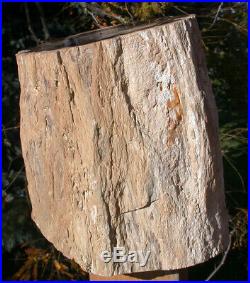 SiS BIG 23+ lb. Petrified Wood Log IMMACULATE Black Ash Fossil -McDermitt, OR