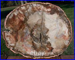 SiS BIG & BEAUTIFUL 13+ Madagascar Petrified Wood Round PERFECT Araucaria