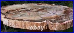 SiS BIG & BEAUTIFUL 13+ Madagascar Petrified Wood Round PERFECT Araucaria