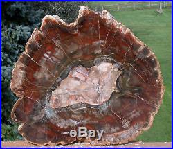 SiS BIG RICH & CHESTNUT RED 14+ Madagascar Petrified Wood Round BRILLIANT