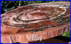 SiS BOLDLY RINGED 22 Arizona Rainbow Petrified Wood Conifer Round TABLE TOP