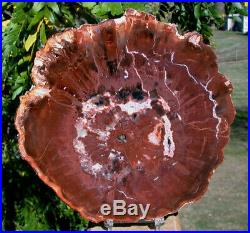 SiS BRICK RED WOODWORTHIA Rare Madagascar Petrified Wood Round