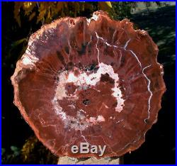 SiS BRICK RED WOODWORTHIA Rare Madagascar Petrified Wood Round