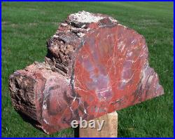 SiS BRILLIANT 16# ARIZONA Petrified Wood Display Mantel Piece Natural Sculpture
