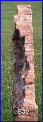 SiS BRILLIANT 18# ARIZONA Petrified Wood Display Mantel Piece Natural Sculpture