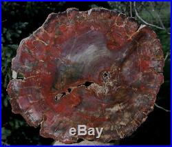 SiS BRILLIANT DARK RED LOG END Madagascar Petrified Wood Round -MY LATEST WORK