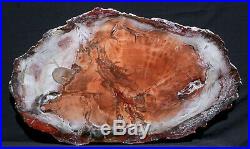 SiS BRILLIANT EMBER COLOR 34 x 20 Giant Petrified Wood Round