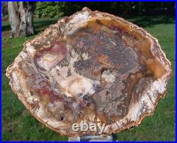 SiS COLORFUL CLASSIC 9 Madagascar Petrified Wood Round GORGEOUS PLATE