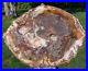 SiS_COLORFUL_CLASSIC_9_Madagascar_Petrified_Wood_Round_GORGEOUS_PLATE_01_vrq
