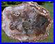 SiS_CRAZY_COLORFUL_11_Madagascar_Petrified_Wood_Round_BRILLIANT_DRUSY_01_pcl