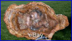 SiS CRAZY COLORFUL & MIRROR POLISHED 11+ Madagascar Petrified Wood Round