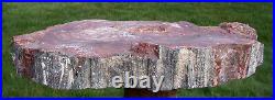SiS DARK BEAUTIFUL Heel Cut 14 Arizona RAINBOW Petrified Wood Conifer Round