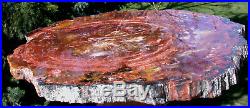 SiS DARK BEAUTIFUL & PERFECT 13+ Arizona RAINBOW Petrified Wood Conifer Round