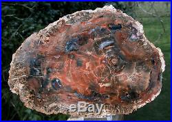SiS DARK SMOKE & FIRE COLOR 10 Madagascar Petrified Wood Round Incredible