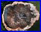 SiS_DARK_WARM_COLORS_10_Madagascar_Petrified_Wood_Round_New_Dig_Site_01_rc