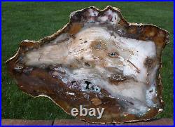 SiS DRAMATIC 14 Hubbard Basin Petrified Wood Round This One Is Incredible