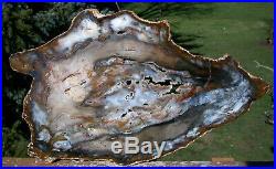 SiS DRAMATIC 15+ Hubbard Basin Petrified Wood Round This one has it all