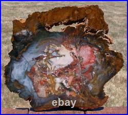 SiS EXCEPTIONAL 12 Hubbard Basin Petrified Wood Round VERY UNIQUE COLOR