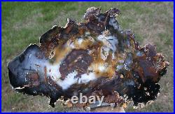 SiS EXCEPTIONAL Hubbard Basin Petrified Wood Round HEMATITE INFUSED