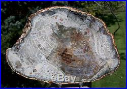 SiS EXOTIC BRECCIA 8+ Madagascar Petrified Wood STUNNING FOSSIL Araucaria