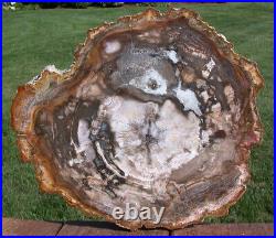 SiS EXQUISITELY Preserved 12 Madagascar Petrified Wood Round NICE SLAB